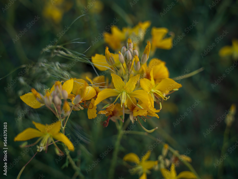 Fototapeta premium dry mountains are change to spring season with yellow flower in saudi arabian desert 
