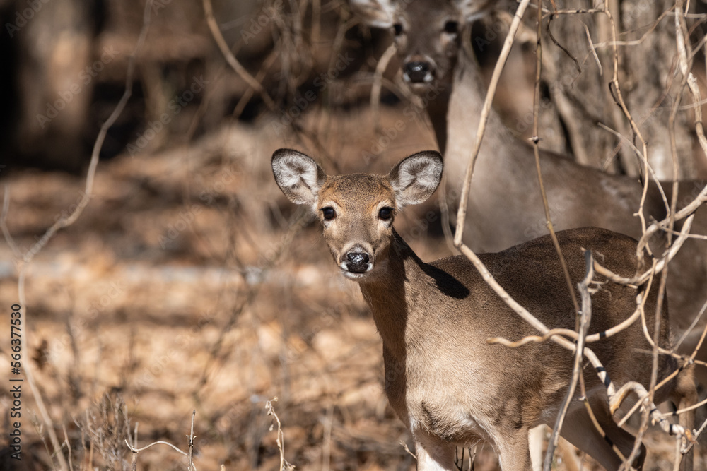Young White-tailed deer staring curiously at the camera Young White-tailed deer staring curiously at the camera