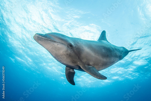 Bottlenose dolphin in the sea, French Polynesia © Tropicalens