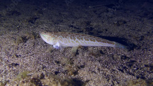 Greater weever (Trachinus draco) waits for its prey on the sandy bottom, then swims away. photo