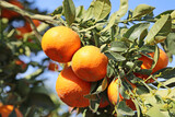 Tangerines on the branch - California