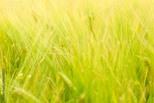 green wheat field on the farm field