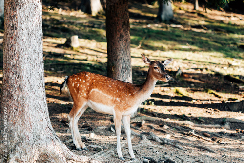 Spotted baby deer roaming and standing in the trees