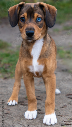 portrait of a dog with one blue eye