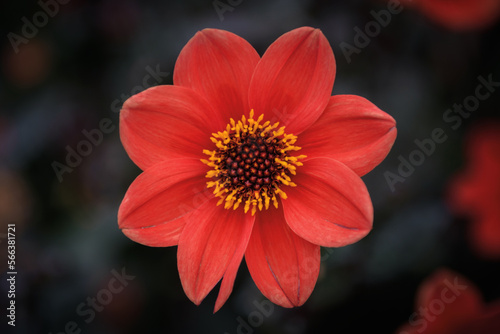 Close up of a red Zinnia flower in the fields with dark out of focus background © Alessandro Cristiano