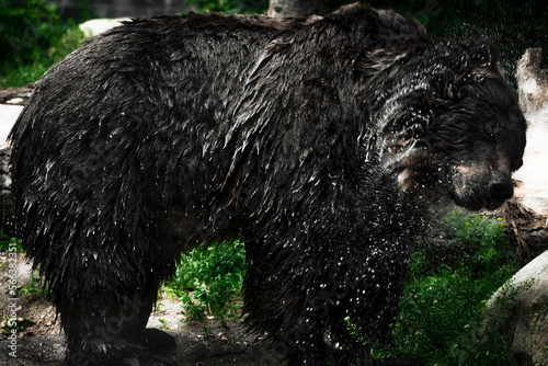 Black bear shaking off water