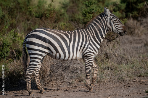 Zebra on African grassland  Kenya National Park