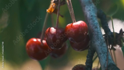 Fruit trees in the garden. Cherry. cherry. Harvest of stone fruits. A sunny summer day. Shadow.