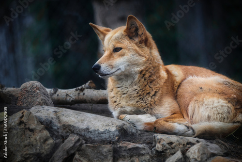 A dingo dog laying on rocks