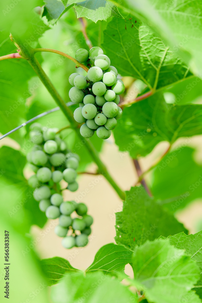 green grapes in the garden