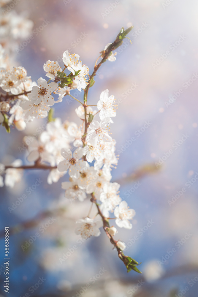 Cherry blossom at sunny spring day. Natural background with flowering cherry branches Cherry blossom at sunny spring day. Natural background with flowering cherry branches