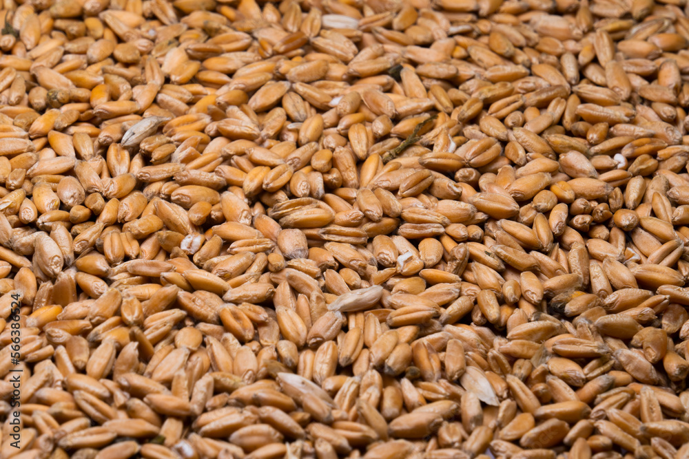 Background of ripe grains of wheat (close-up). Farm harvest concept Background of ripe grains of wheat (close-up). Farm harvest concept