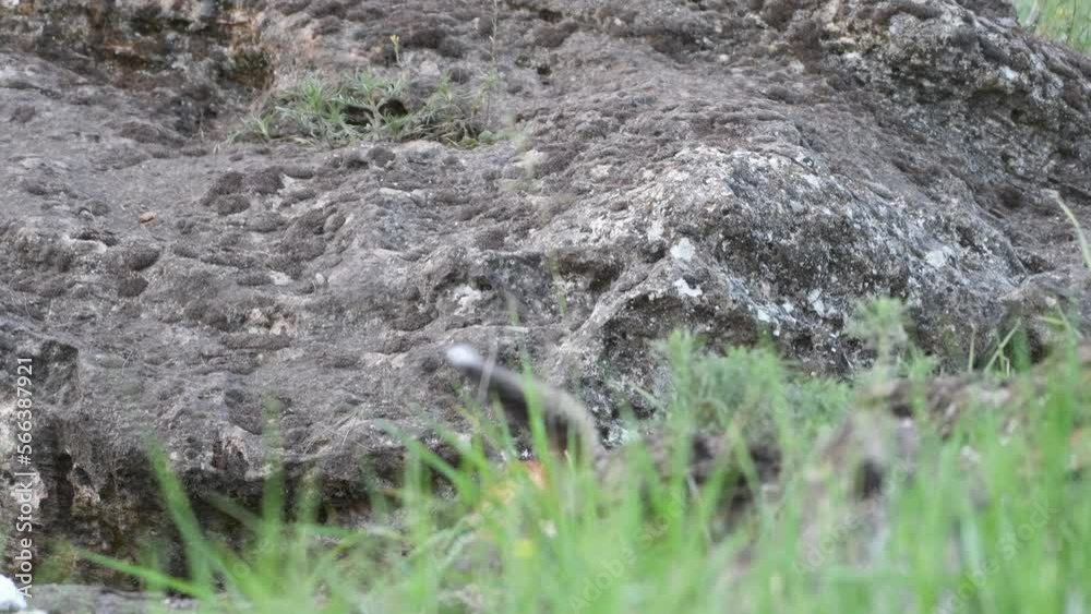 Cute young fox cub near the burrow. Vulpes vulpes. Cute young fox cub near the burrow. Vulpes vulpes.