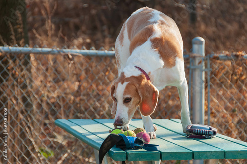 Obraz na płótnie Beagle harrier puppy  standing of a table - closeup