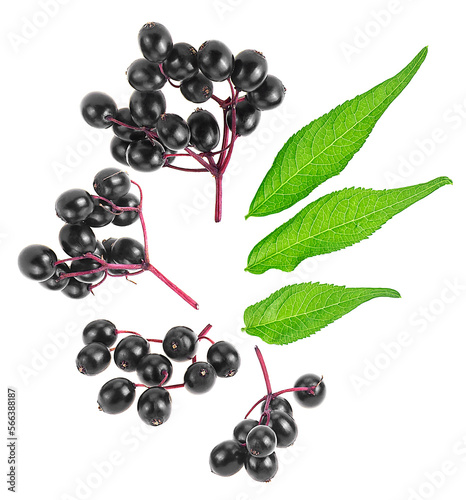 Sambucus. Elderberries with green leaves isolated on a white background, top view.
