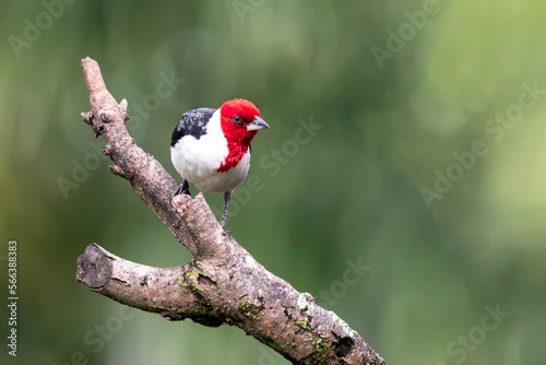 A Red-cowled Cardinal also know as Cardeal perched on the branches of a tree. Species Paroaria dominicana. Animal world. Birdwatching. Birdlover