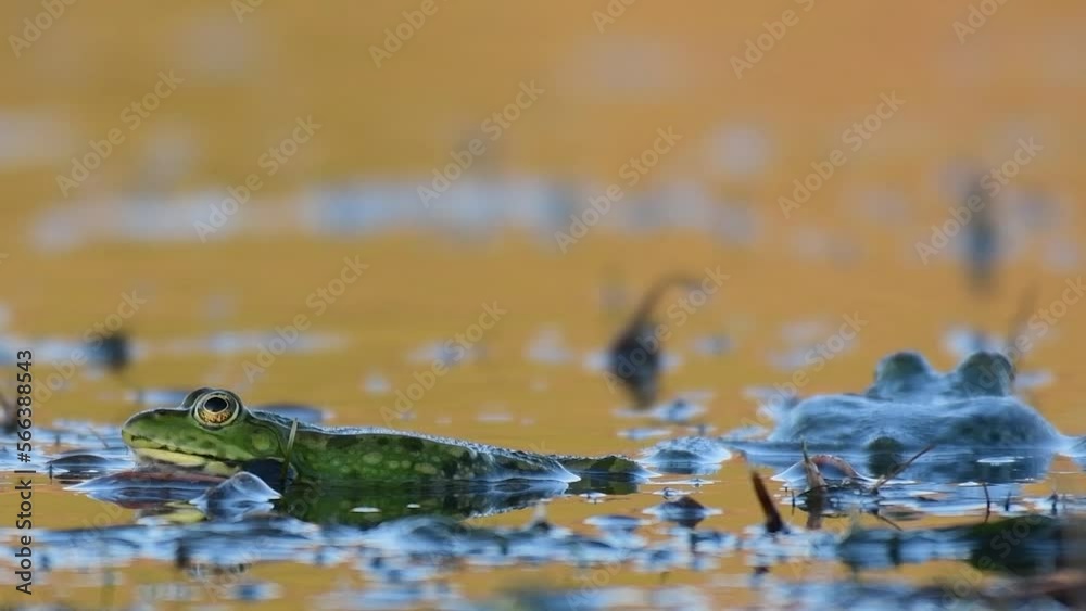 Green Marsh Frog Pelophylax ridibundus croaking on a beautiful light. Green Marsh Frog Pelophylax ridibundus croaking on a beautiful light.