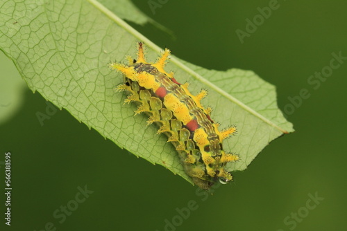 Spiny oak slug caterpillar (Euclea delphinii) photo