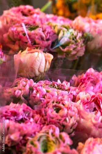 Beautiful fresh blossoming flowers texture at the florist shop in ombre color from magenta pink to pastel pink  ranunculus  peonies  roses  tulips  carnations  top view  flat lay. Selective focus.