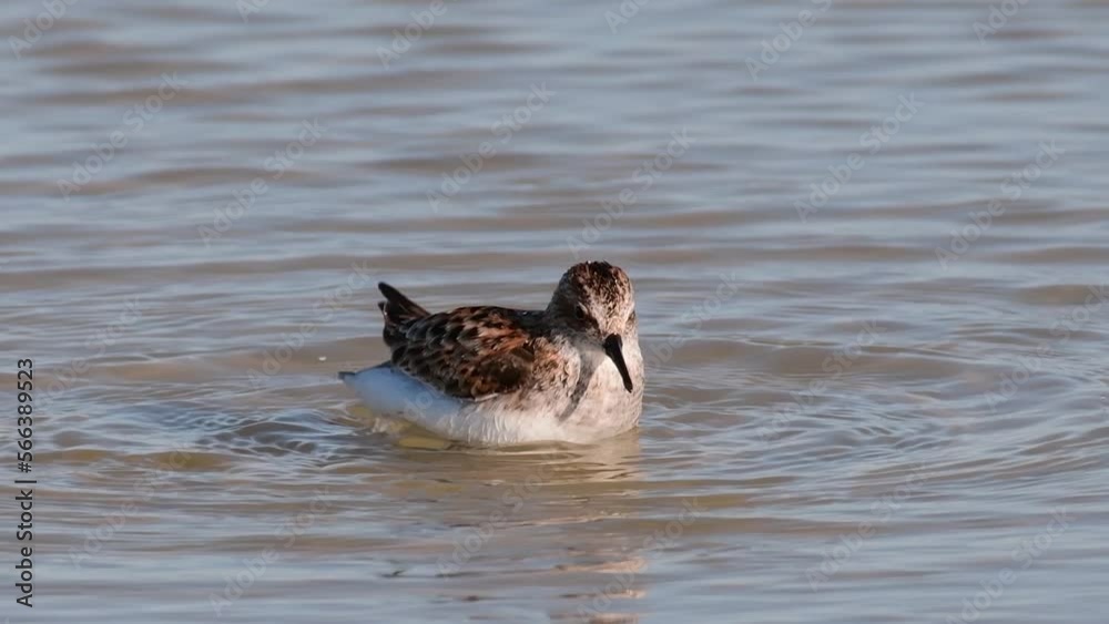 Little stint Calidris minuta in the wild. Little stint Calidris minuta in the wild.