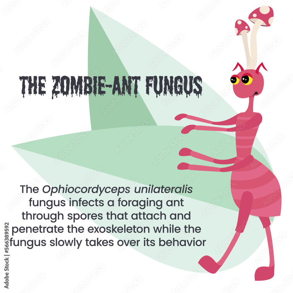 Obraz premium Ophiocordyceps unilateralis the zombie ant fungus vector illustration