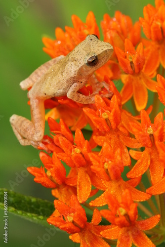 Spring peeper frog (Pseudacris crucifer) on orange milkweed flower (asclepias tuberosa) photo