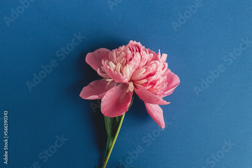 Beautiful peony flat lay on blue paper. Creative floral image, stylish greeting card. Fresh pink peony flowers composition on blue background, moody wallpaper