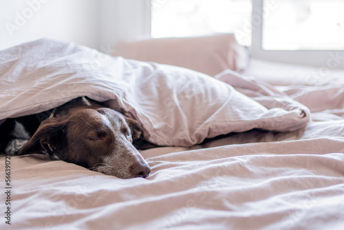 Portrait of dog in bed covered with quilt, comforter with brown cover. Dog face with white snout, nose and brown hair, podenco with braco. Open bed of waking discarded.