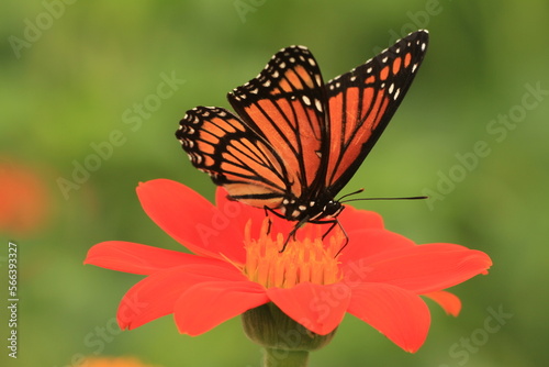 Viceroy butterfly (limenitis archippus) on Mexican sunflower tithonia © Papilio