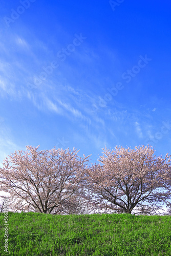 Spring Scenery In Japan  Cherry blossoms of the Kawasaki Tamagawa River Embankment
