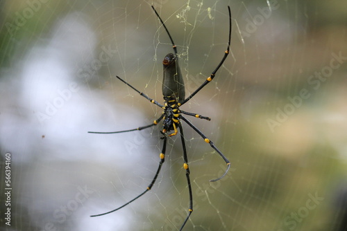 Huge golden orb spider in a web © JASHIKO