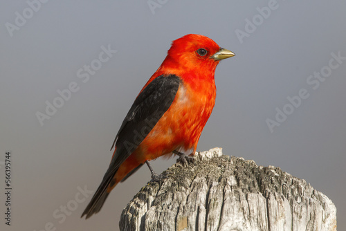 A Scarlet Tanager perched on a wooden post