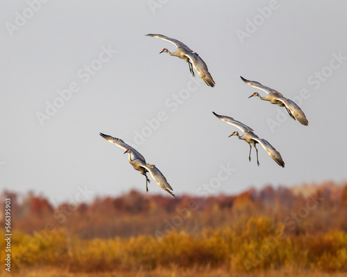 A small flock of landing Sandhill Cranes