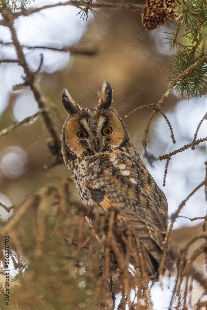 Owl Asio otus - Long-eared Owl resting by day in the branches of an evergreen tree. Wild photo in the Czech Republic. Owl Asio otus - Long-eared Owl resting by day in the branches of an evergreen tree. Wild photo in the Czech Republic.