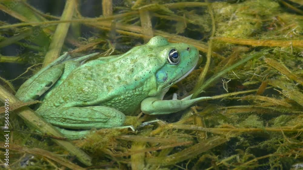 Edible frog (Pelophylax esculentus) of rare color Edible frog (Pelophylax esculentus) of rare color