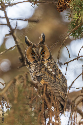 Owl Asio otus - Long-eared Owl resting by day in the branches of an evergreen tree. Wild photo in the Czech Republic.