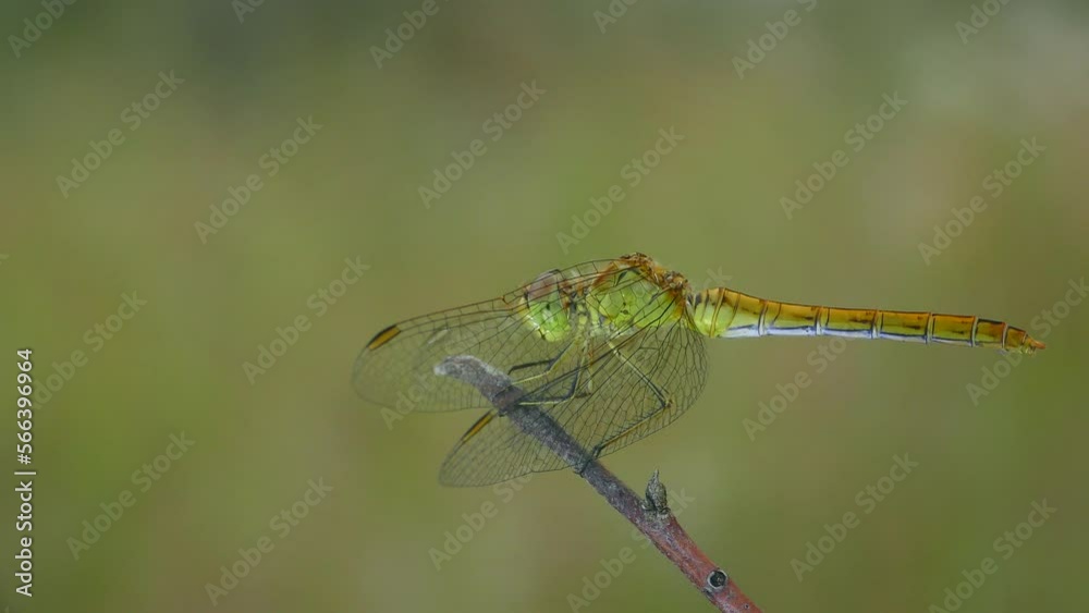 Yellow Vagrant darter (Sympetrum vulgatum) sits on a branch and poops, close-up. Yellow Vagrant darter (Sympetrum vulgatum) sits on a branch and poops, close-up.