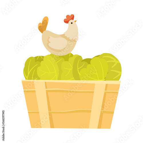 Green Cabbage Vegetable in Wooden Crate with Hen on It as Farming and Husbandry Vector Illustration