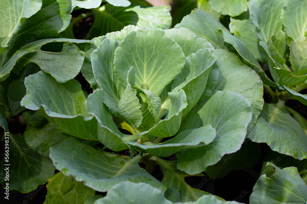 Gren cabbages growing in pots Gren cabbages growing in pots