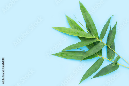 Bamboo leaf. Fresh green leaves on blue background.