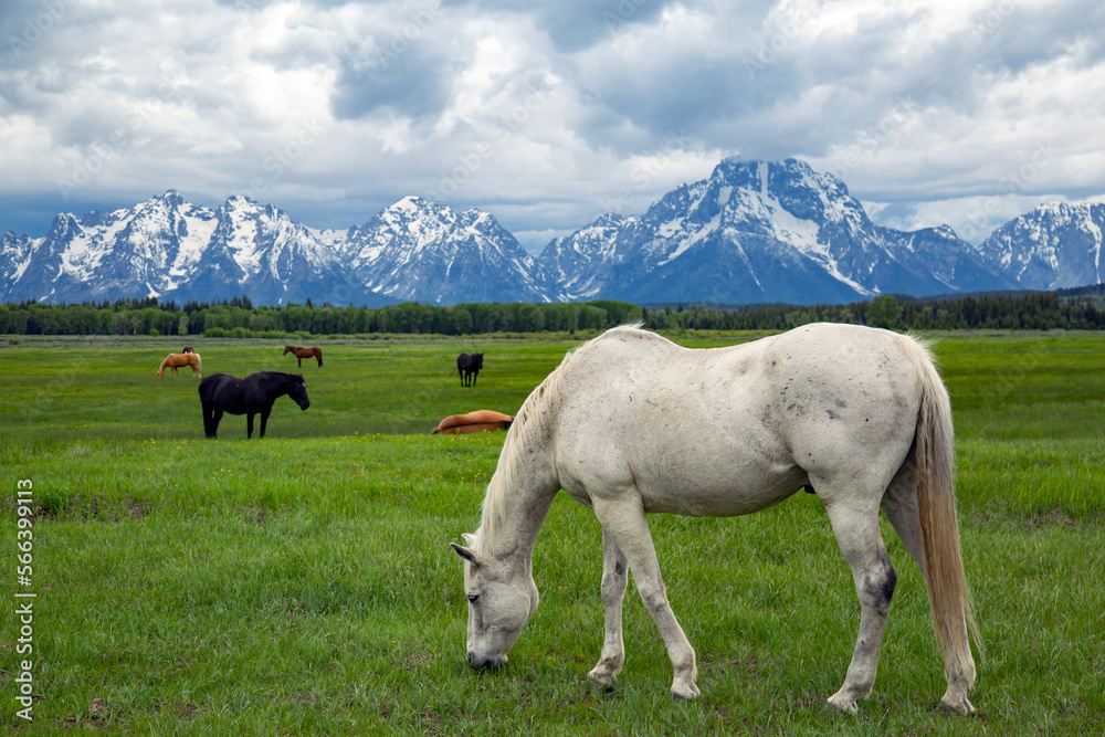 Horse Landscape Grand Teton National Park