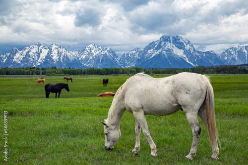 Horse Landscape Grand Teton National Park