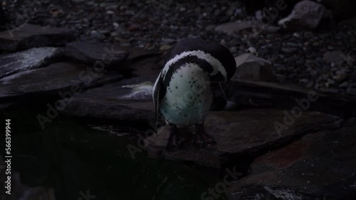 Close-up of Humboldt penguin, Spheniscus humboldti or Peruvian penguin swim and dive in the blue water of the pool in Krakow Zoo, Poland.Nature video of beautiful arctic birds,penguins in nature.