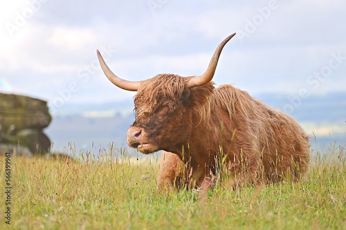 scottish highland cow Highland cattle