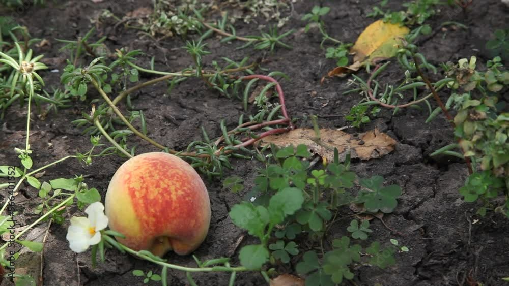 Mechanical fruit picking. Two ripe peaches lie on the ground. A plastic mechanical grip appears on top. The manipulator takes one peach and lifts it up Mechanical fruit picking. Two ripe peaches lie on the ground. A plastic mechanical grip appears on top. The manipulator takes one peach and lifts it up