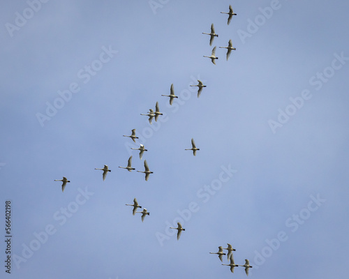 Flock of Geese Flying in Formation