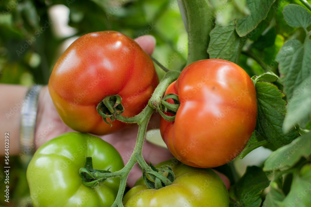 Fresh tomatoes growing in the field Fresh tomatoes growing in the field