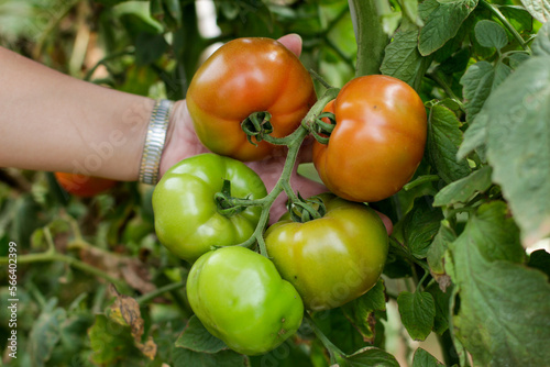 Fresh tomatoes growing in the field