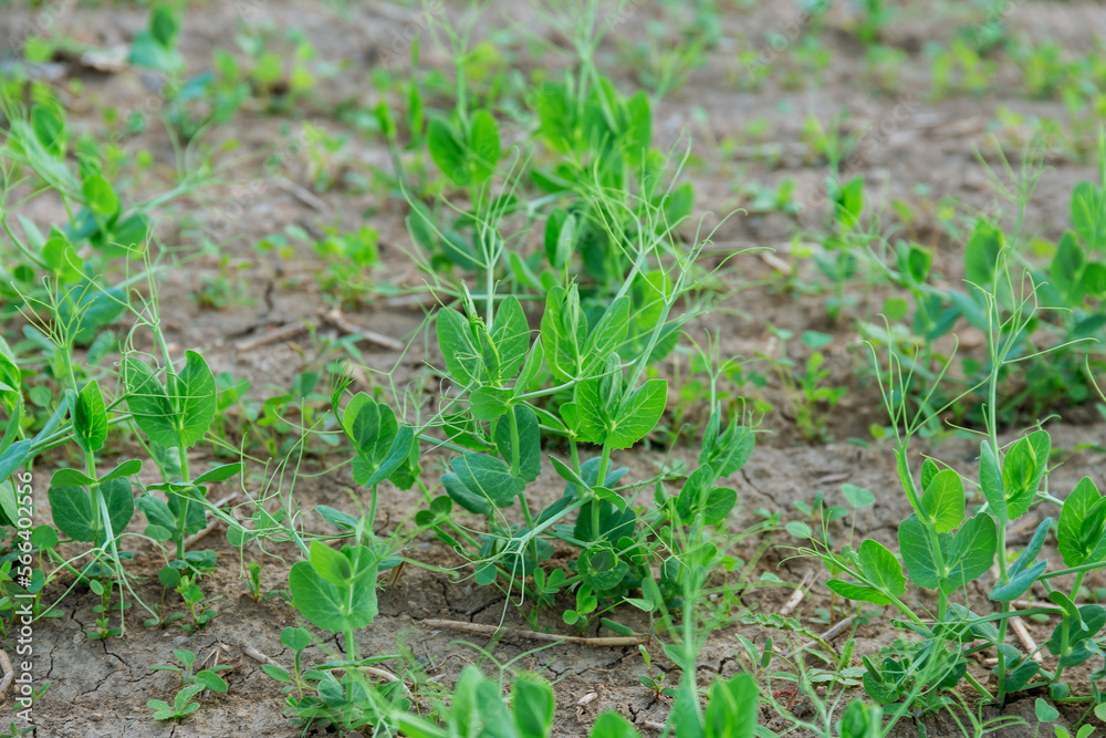 Green peas grow in the field. Growing legumes. Agriculture. Green peas grow in the field. Growing legumes. Agriculture.