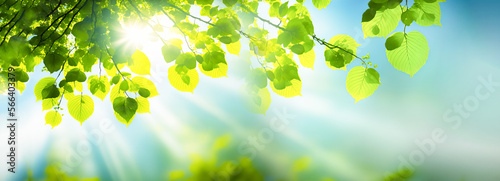 A fresh spring, summer sky background with strong sunlight shining through the trees.
 photo